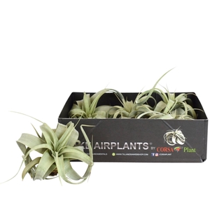 Tillandsia xerographica bonsai x5