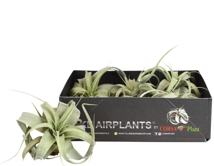 <h4>Tillandsia Xerographica Bonsai</h4>