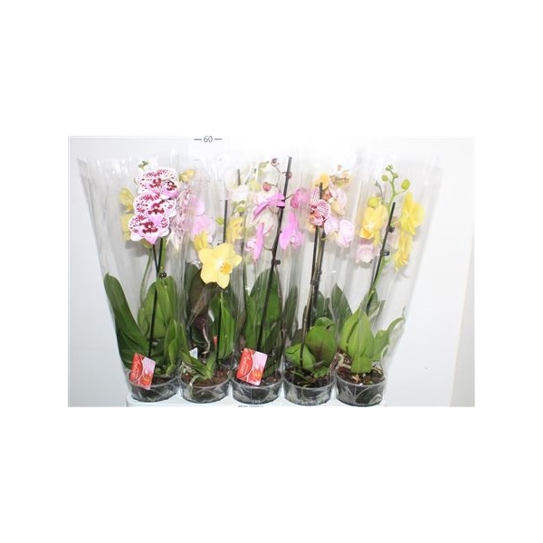 <h4>Phal Gem 1 Branche 5+</h4>