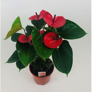 Anthurium Andr. Floriclone Alma