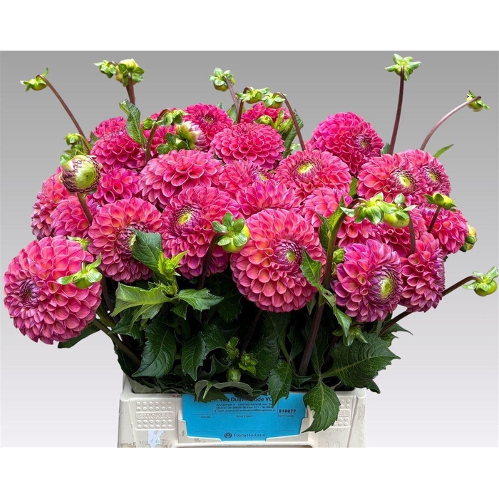 <h4>Dahlia Caitlins Joy</h4>