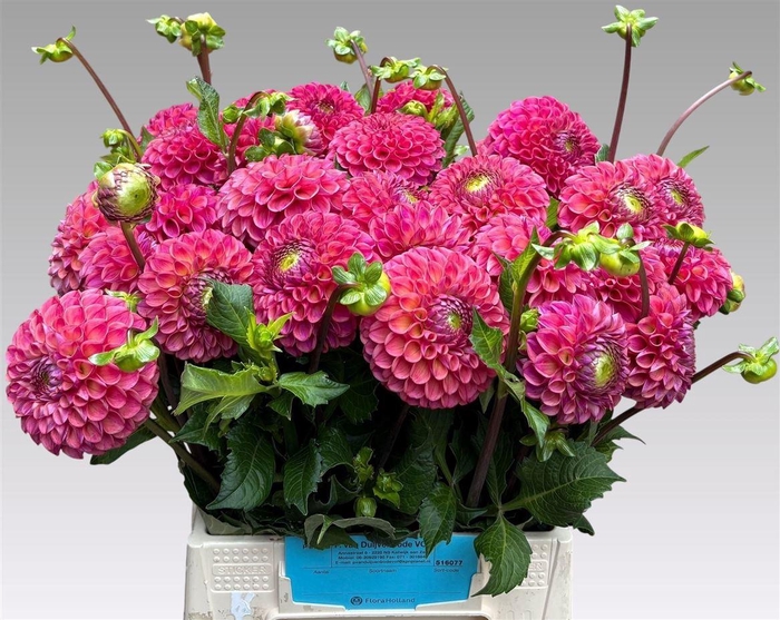 <h4>Dahlia Caitlins Joy</h4>