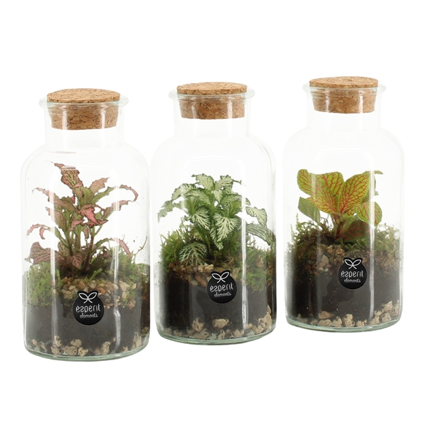 <h4>90478: Terrarium arrangement</h4>