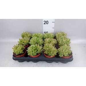 Crassula   ...