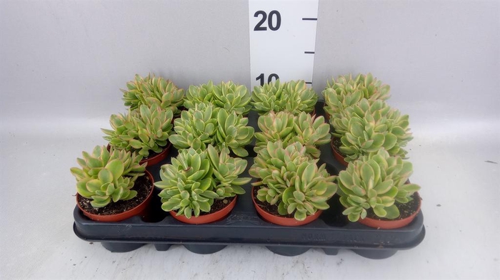 <h4>Crassula   ...</h4>