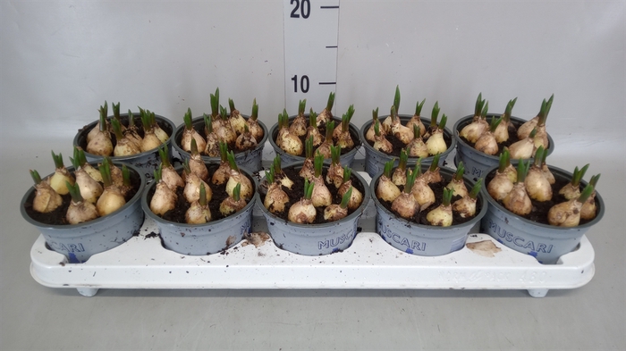 <h4>Muscari  'Lindsay'</h4>