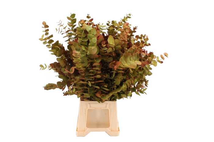 <h4>Euca Cinerea Delux</h4>