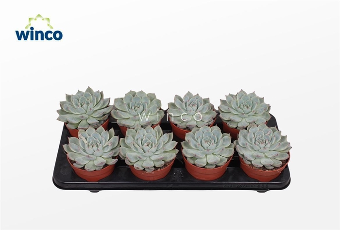 <h4>Echeveria Lindsyana</h4>