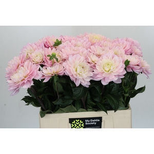 Dahlia Princess Kate