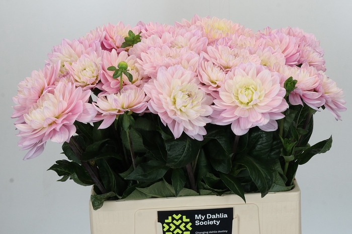 <h4>Dahlia Princess Kate</h4>