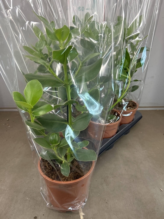 <h4>CLU RO PRINCESS</h4>