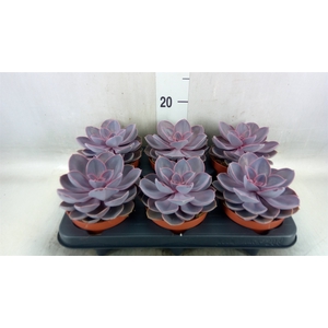 Echeveria  'Purple Pearl'
