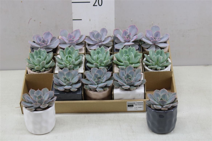 <h4>Echeveria Gemengd In Davos</h4>