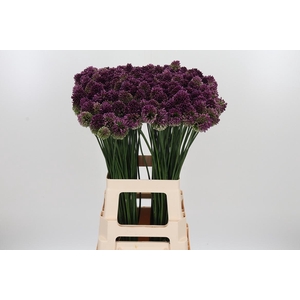 Allium Sphaerocephal (kogel)