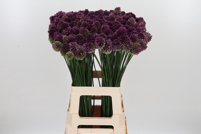 <h4>Allium Sphaerocephal (kogel)</h4>