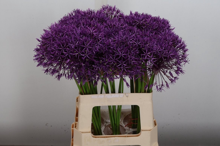 <h4>Allium Purple Rain</h4>