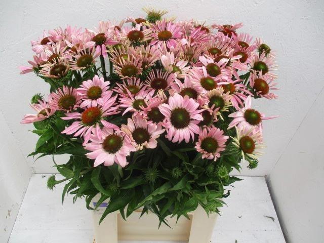 <h4>Echi Purpurea</h4>