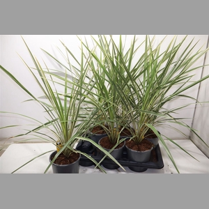 Cord Aus Variegat