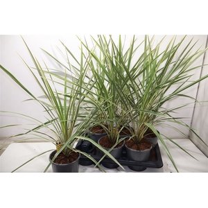 Cord Aus Variegat