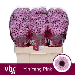 Chr San Yin Yang Pink