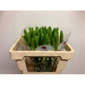 Ornithogalum thyrsoides White Star