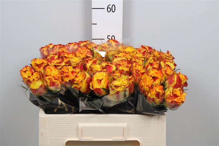 <h4>R Gr Crimson Sky+</h4>