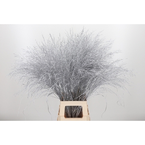 Panicum Kl Bh Zilver