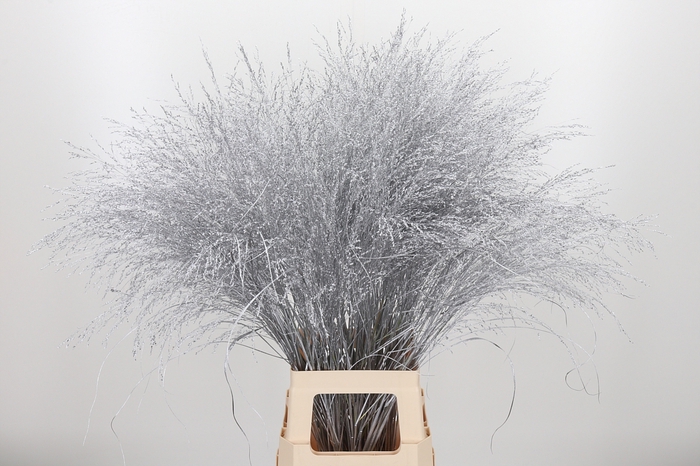 <h4>Panicum Kl Bh Zilver</h4>