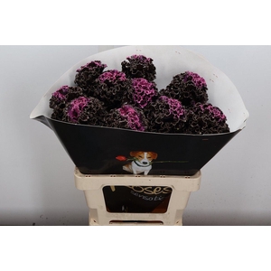 Snijgroen Brass Klb H