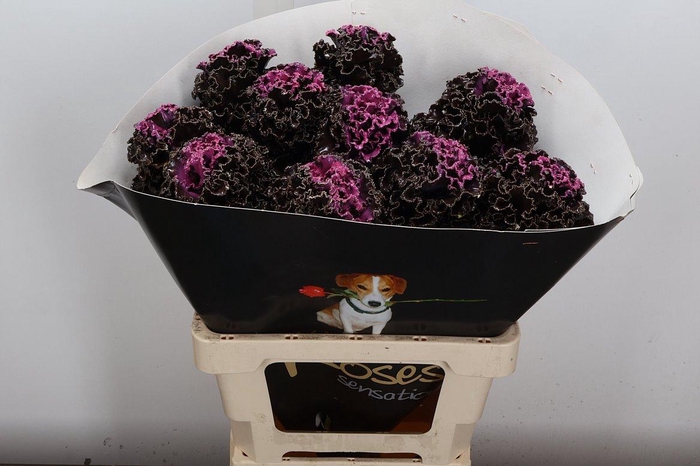 <h4>Snijgroen Brass Klb H</h4>