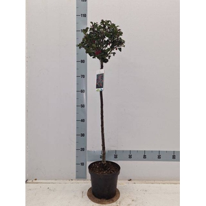 ILEX MES BLUE ANGEL