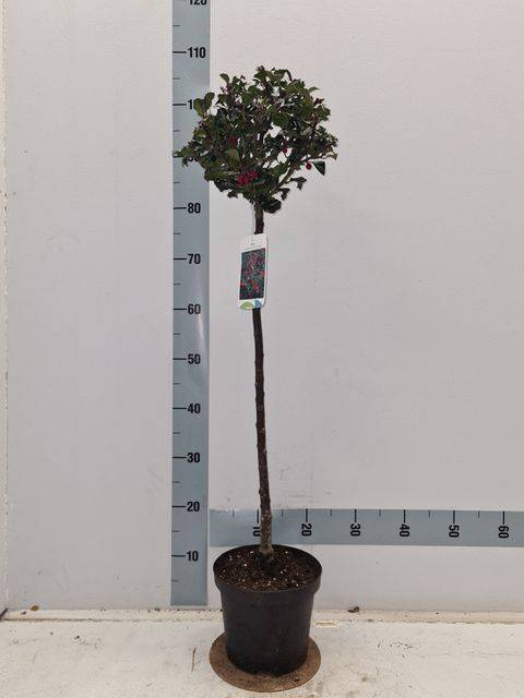 <h4>ILEX MES BLUE ANGEL</h4>