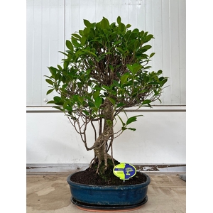 Ficus retusa, 32cm., shape, with drip tray