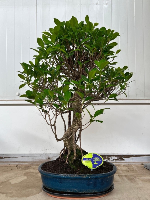 <h4>Ficus retusa, 32cm., shape, with drip tray</h4>