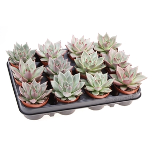 Echeveria  'Sirius'