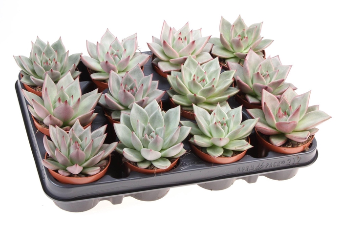 <h4>Echeveria  'Sirius'</h4>