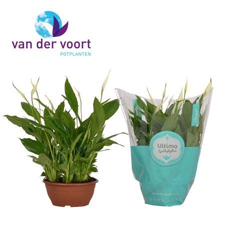 <h4>Spathiphyllum 17 Cm Chopin Air So P</h4>