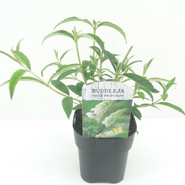 <h4>Buddleja dav. White Profusion C2</h4>