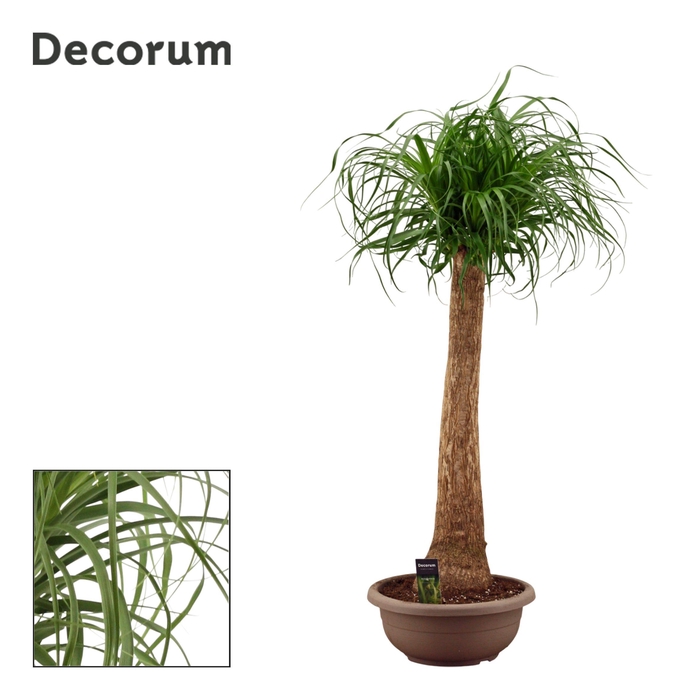 <h4>Beaucarnea Recht 35 cm Compact in schaal(Decorum)</h4>