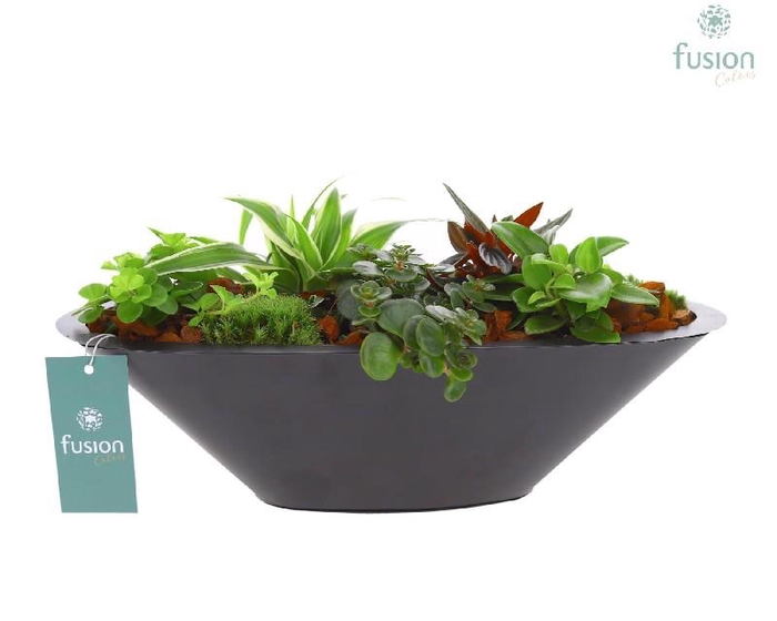<h4>Arrangementen kamerplanten groen H% zink FC-22.1015FDH</h4>