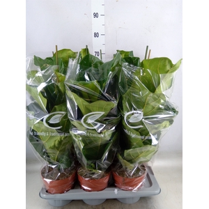 Ficus lyrata