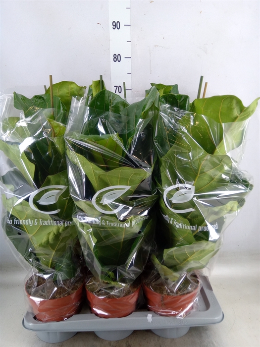 <h4>Ficus lyrata</h4>