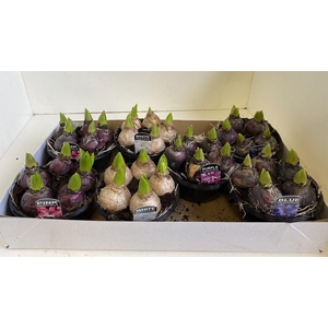 16 cm Hyacint Mixed in schaal 5pp