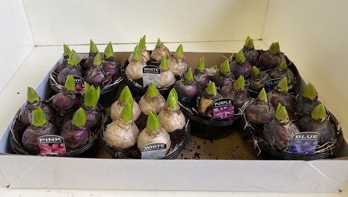 <h4>16 cm Hyacint Mixed in schaal 5pp</h4>