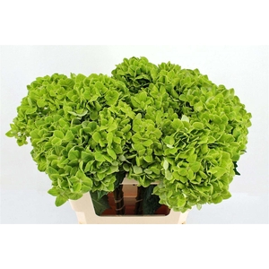 Hydr M Clover