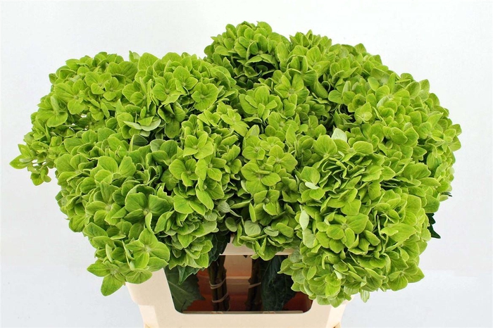 <h4>Hydr M Clover</h4>