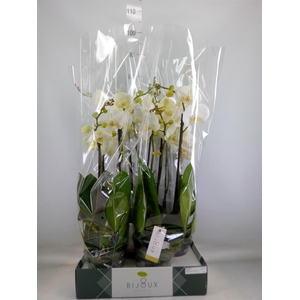 Phalaenopsis   ...white