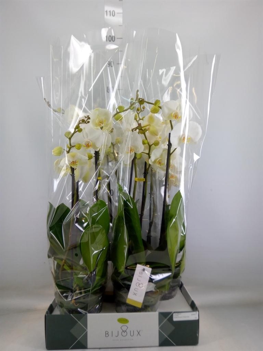 <h4>Phalaenopsis   ...white</h4>