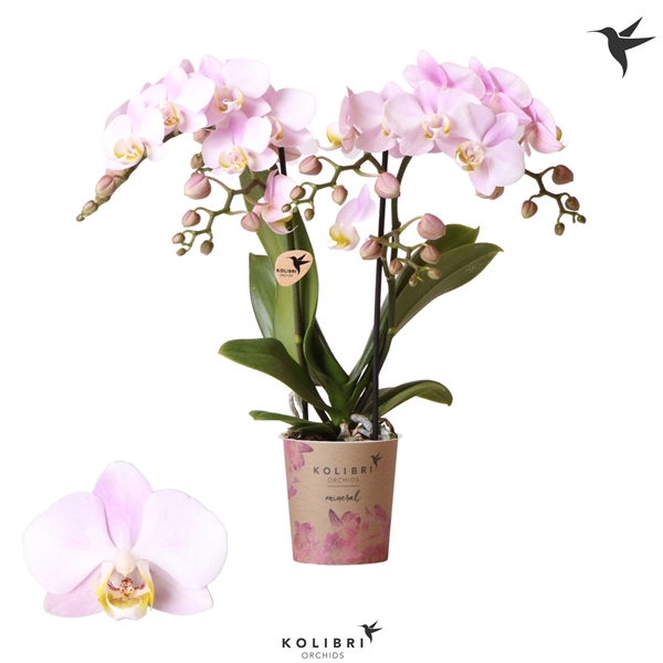 <h4>Kolibri Phal 2-Tak Portugal</h4>