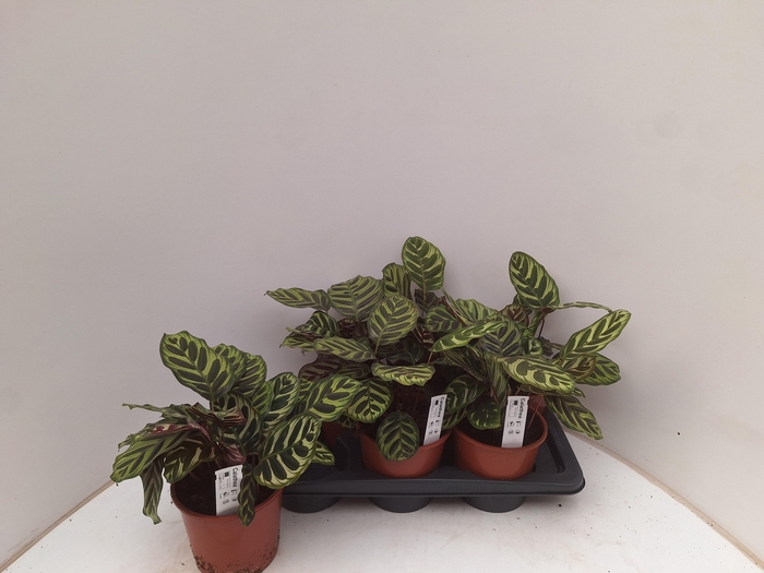 <h4>CALAT MAKOYANA</h4>